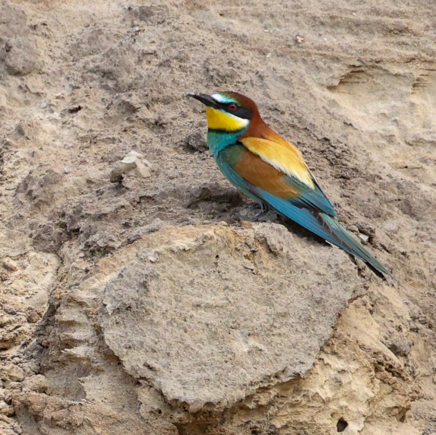 European Bee-eater - ML620435392