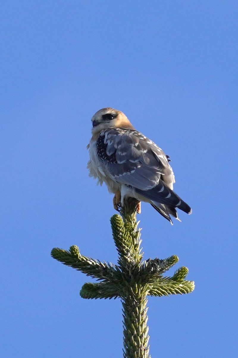 Black-shouldered Kite - Ellany Whelan