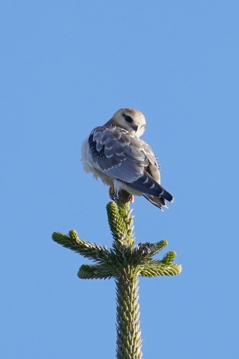 Black-shouldered Kite - ML620435395