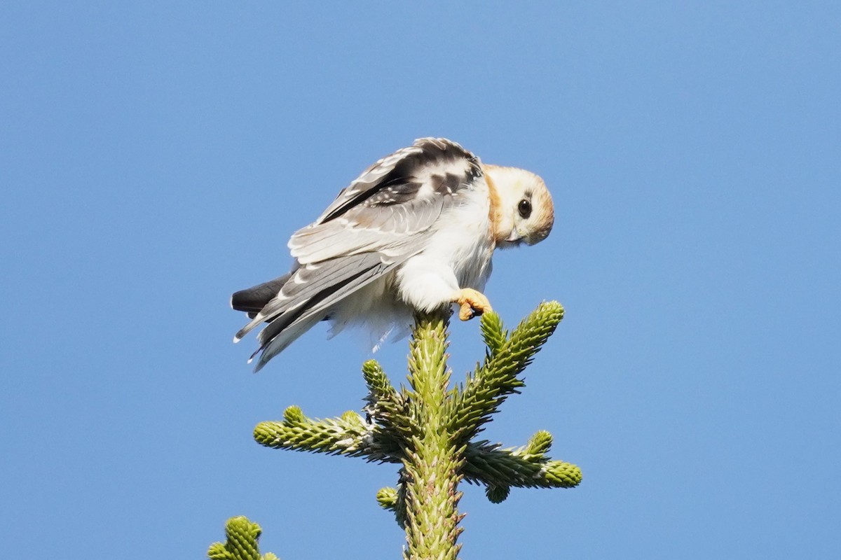 Black-shouldered Kite - ML620435397