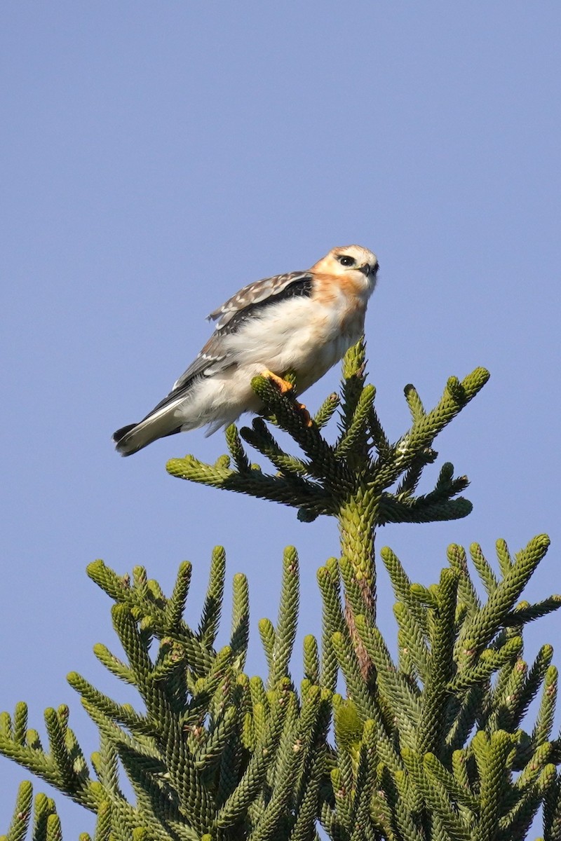 Black-shouldered Kite - ML620435399