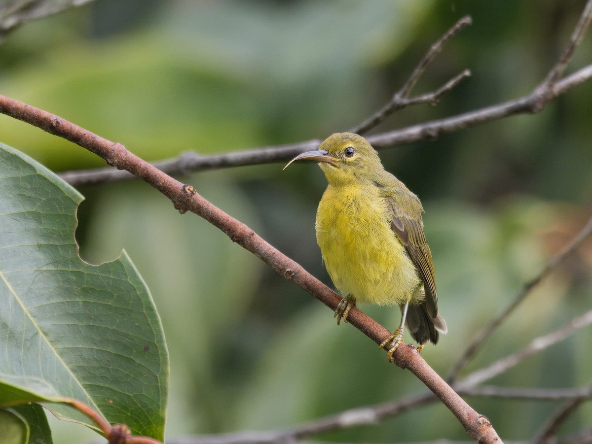 Brown-throated Sunbird - ML620435400