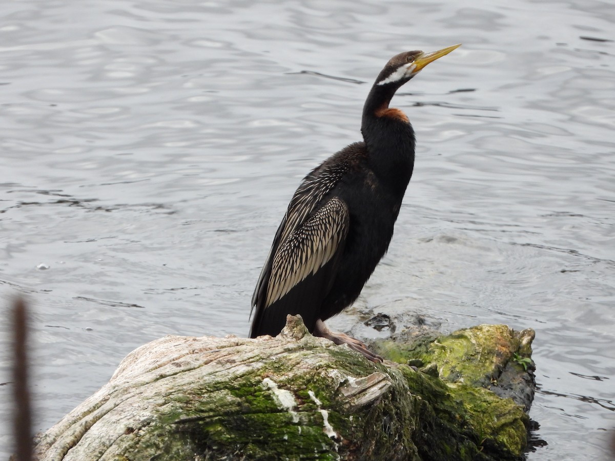 anhinga australská - ML620435401