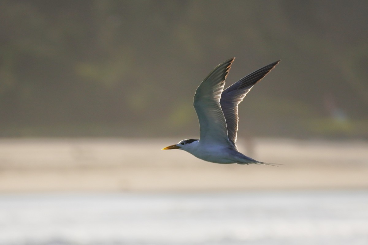 Great Crested Tern - ML620435402