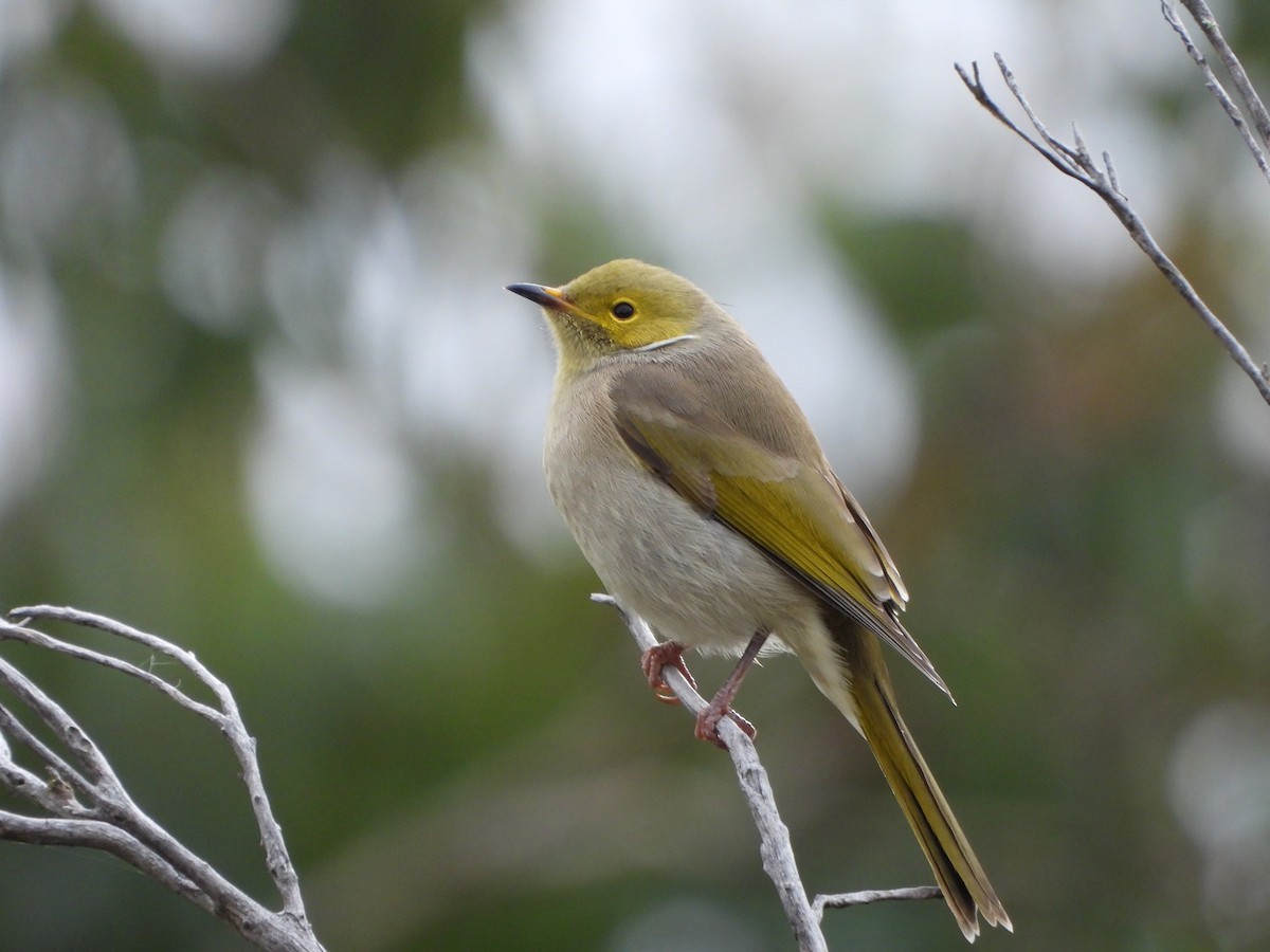 White-plumed Honeyeater - ML620435404