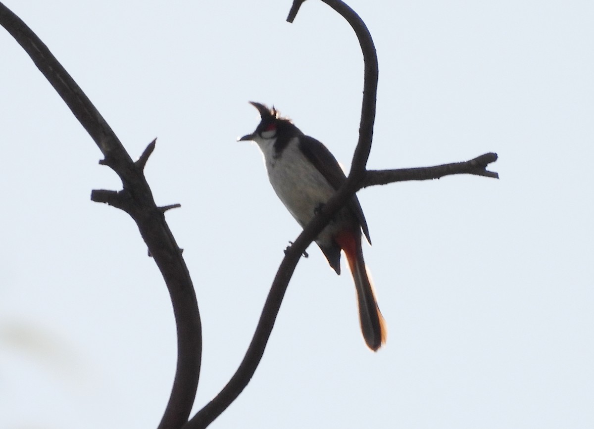 Red-whiskered Bulbul - ML620435405