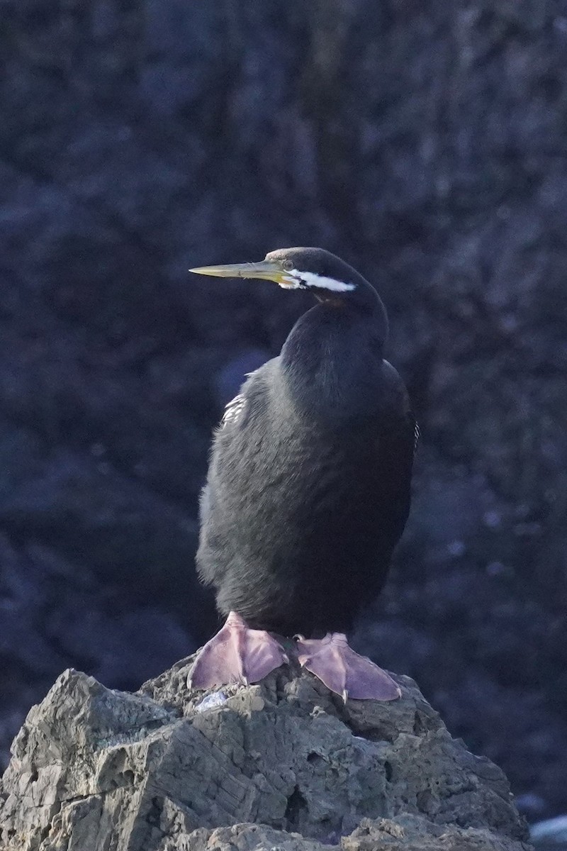 Anhinga d'Australie - ML620435407