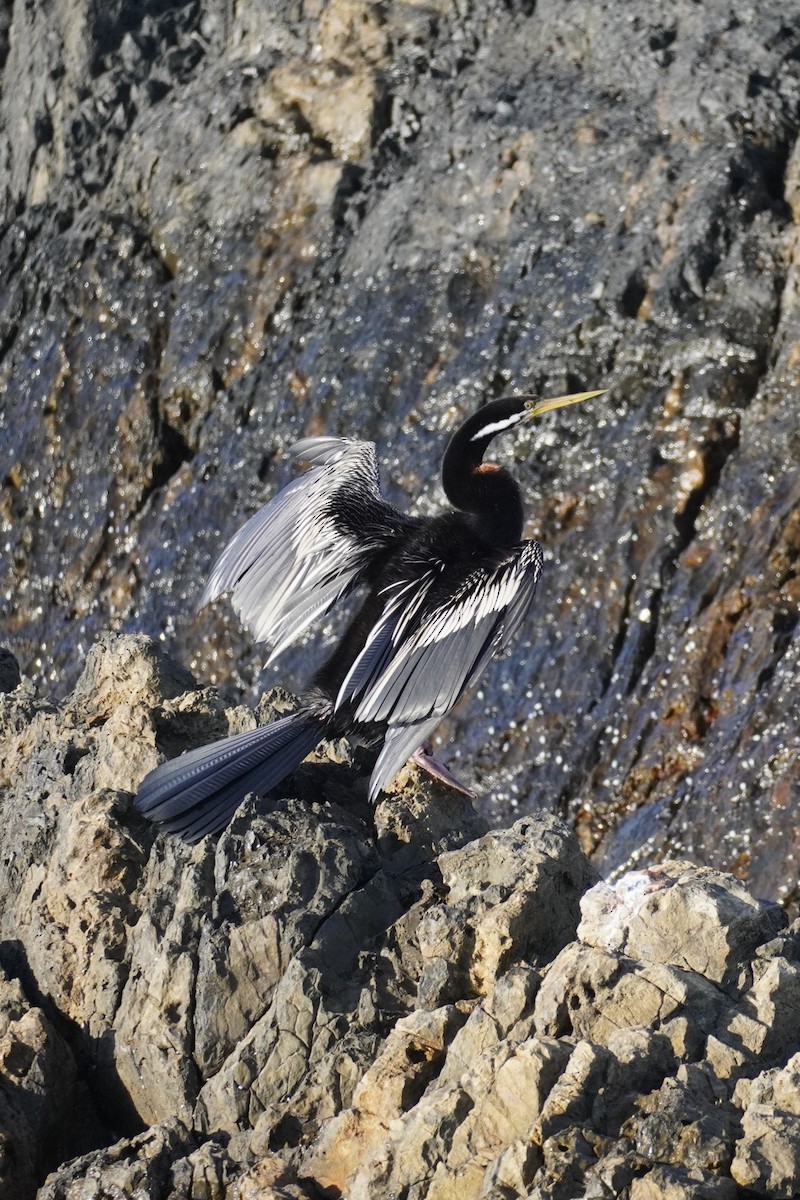 Anhinga d'Australie - ML620435409