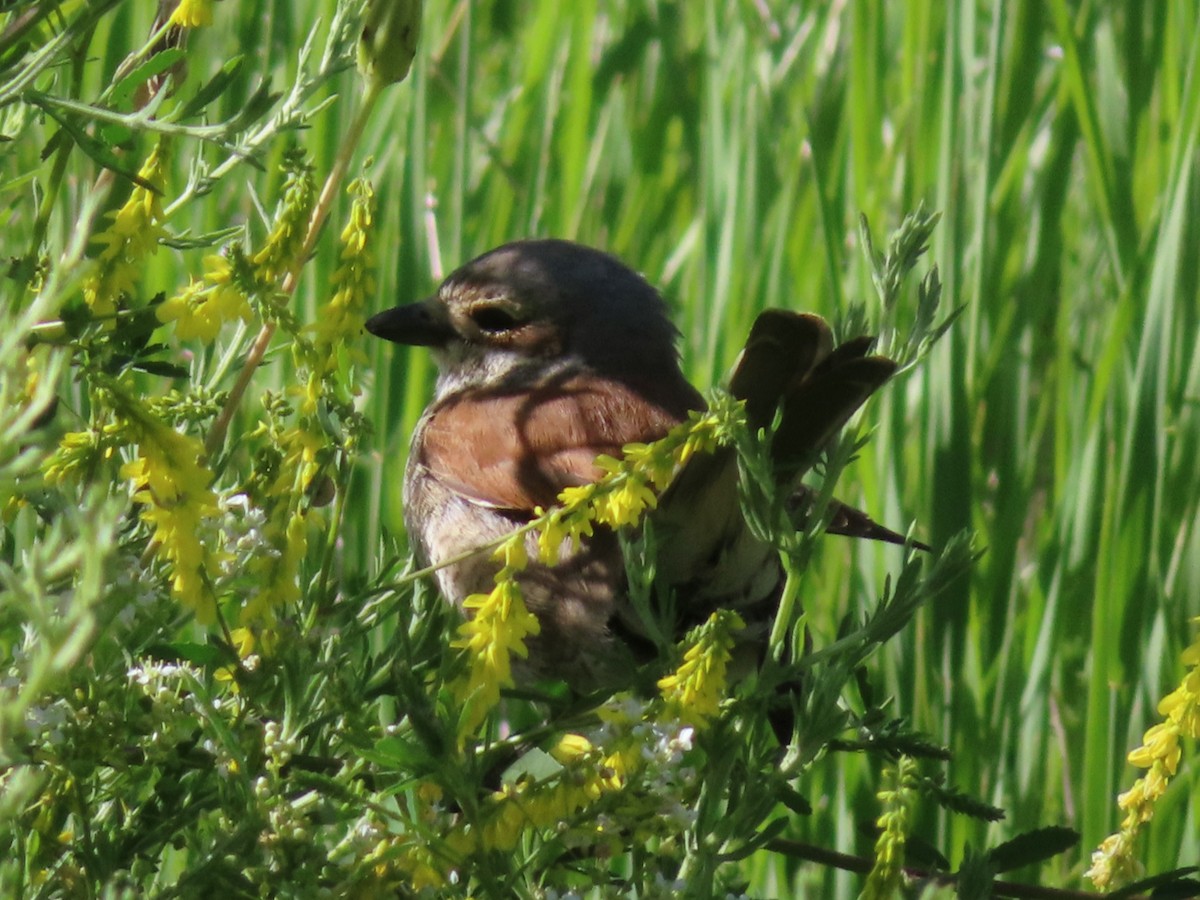 Red-backed Shrike - ML620435411