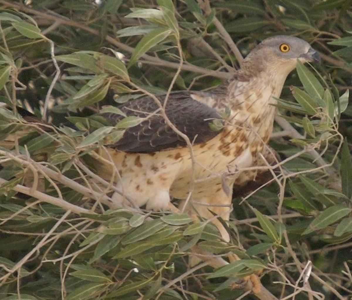 European Honey-buzzard - ML620435412