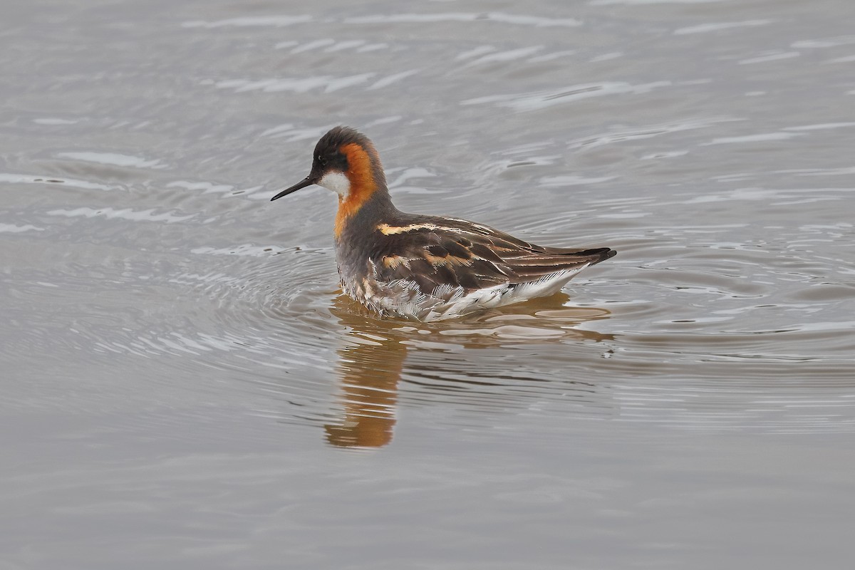 Phalarope à bec étroit - ML620435414