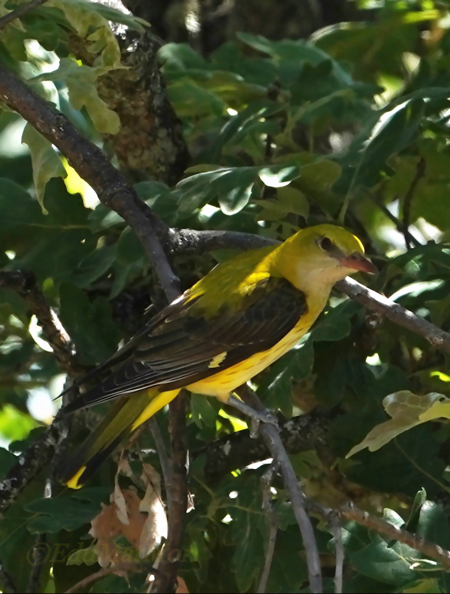 Eurasian Golden Oriole - ML620435419