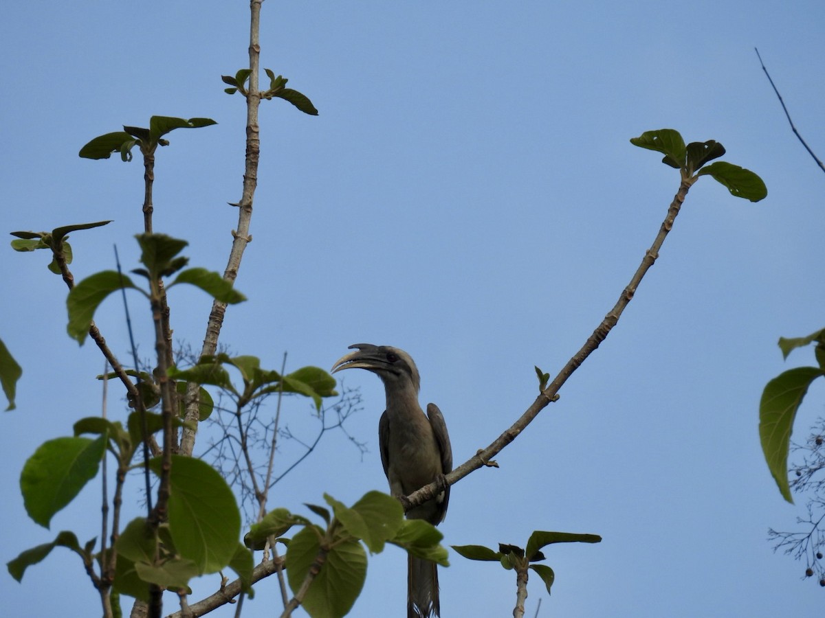 Cálao Gris Indio - ML620435421