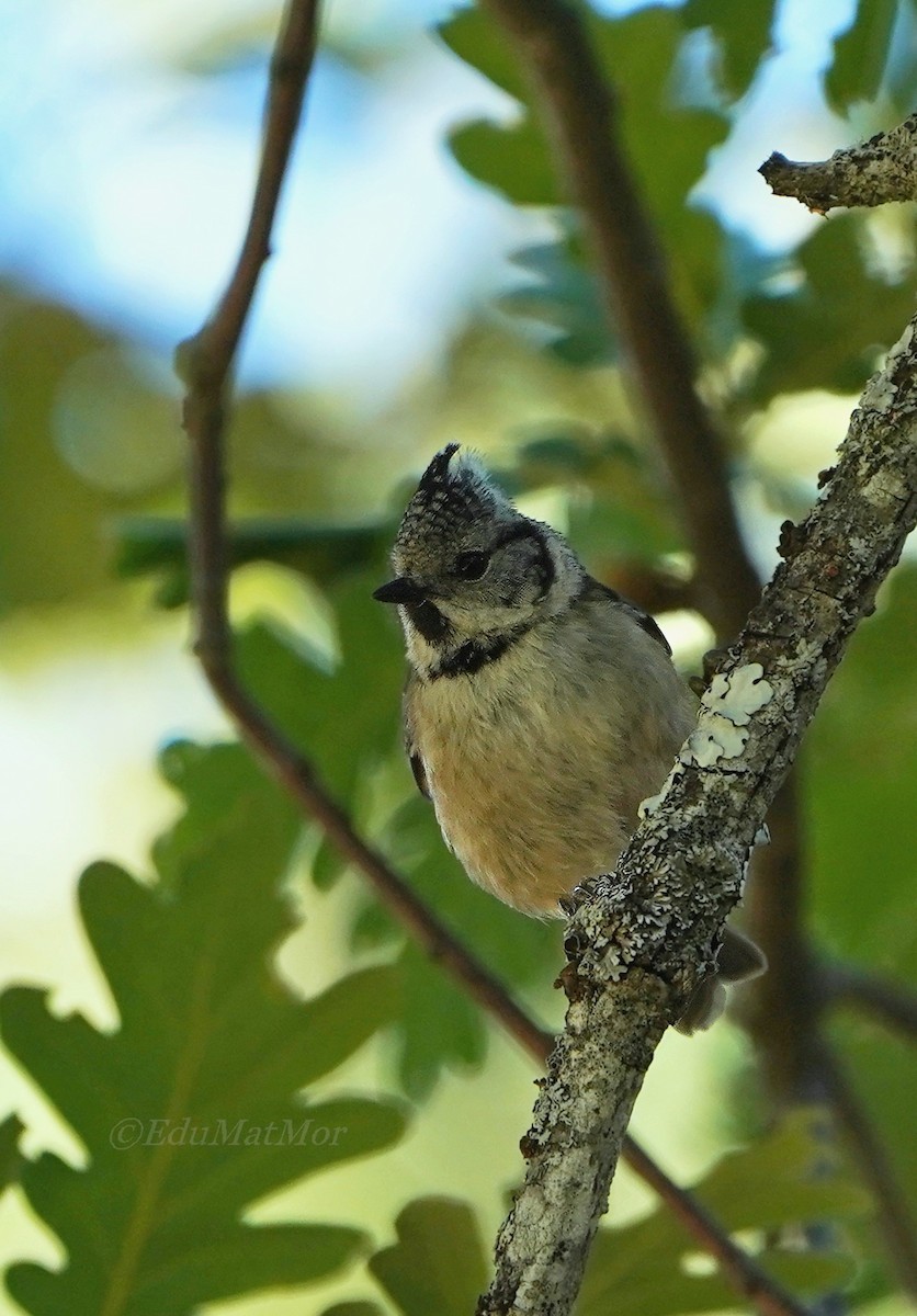 Crested Tit - José Eduardo Mateos Moreno