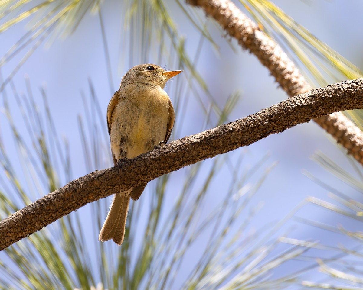 Buff-breasted Flycatcher - ML620435430