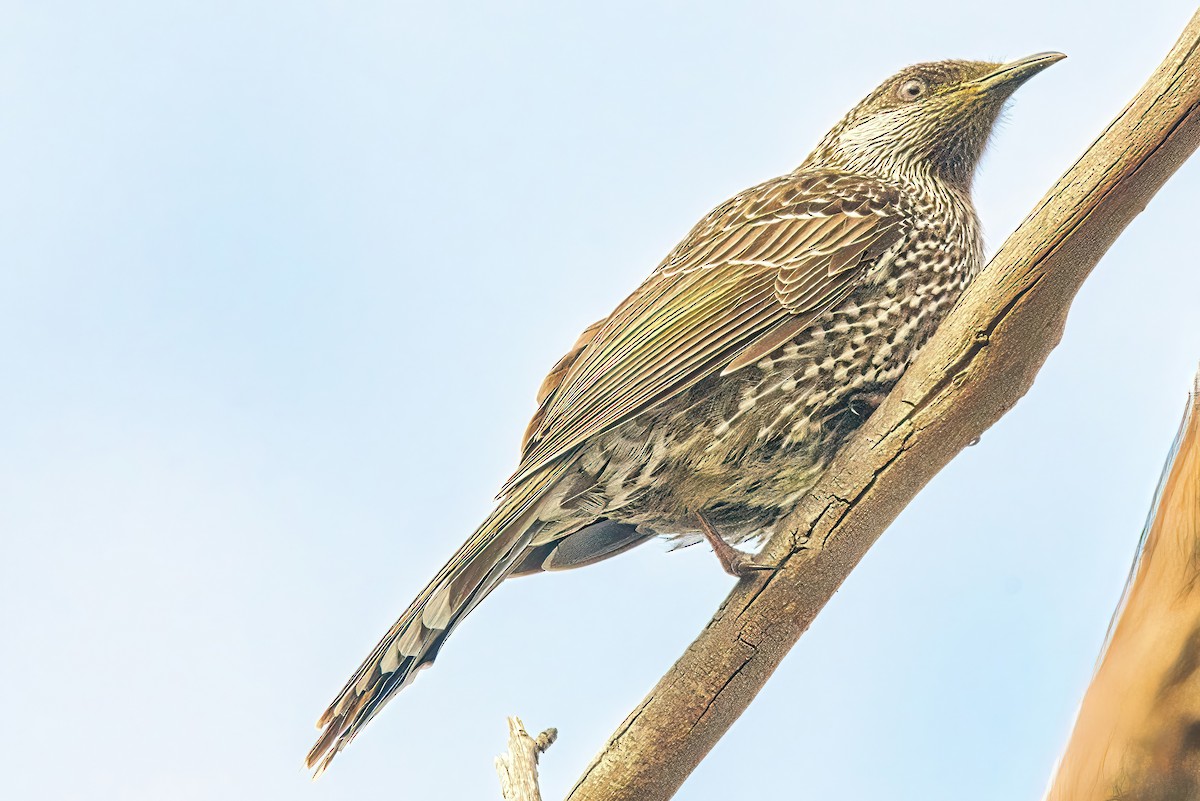 Little Wattlebird - ML620435431