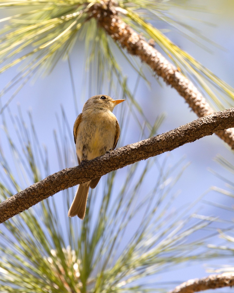 Buff-breasted Flycatcher - ML620435437