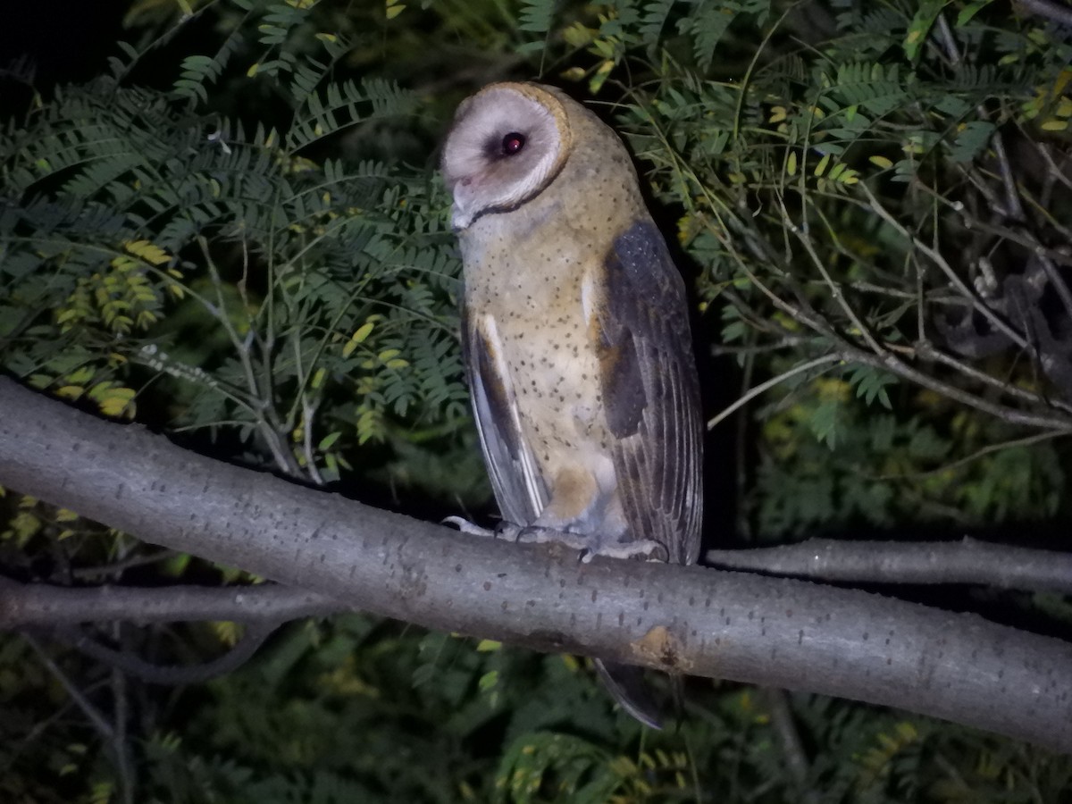 Barn Owl - ML620435438