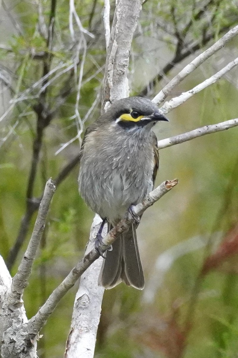 Yellow-faced Honeyeater - ML620435439