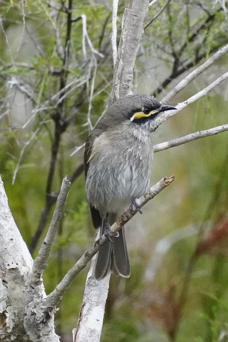 Yellow-faced Honeyeater - ML620435440