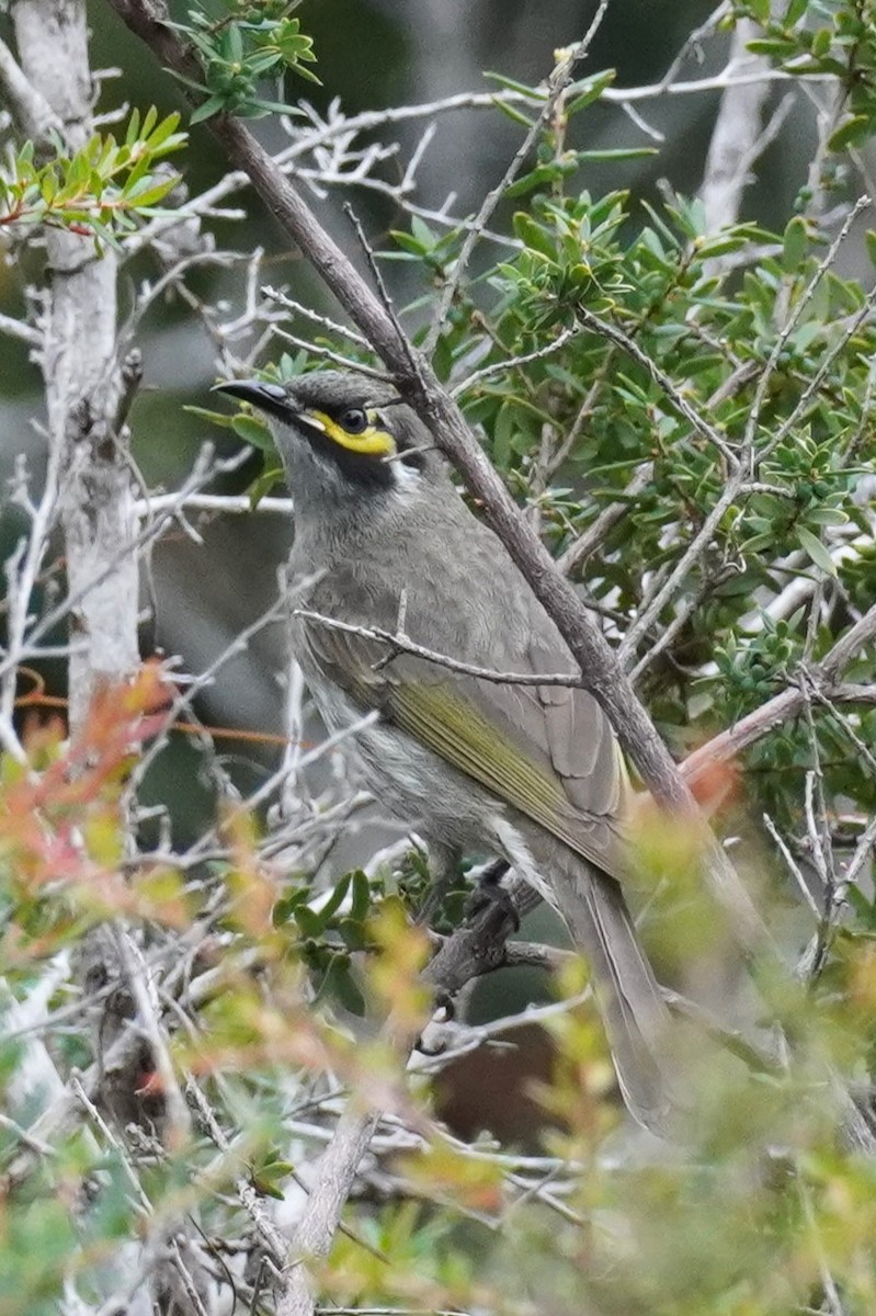 Yellow-faced Honeyeater - ML620435441