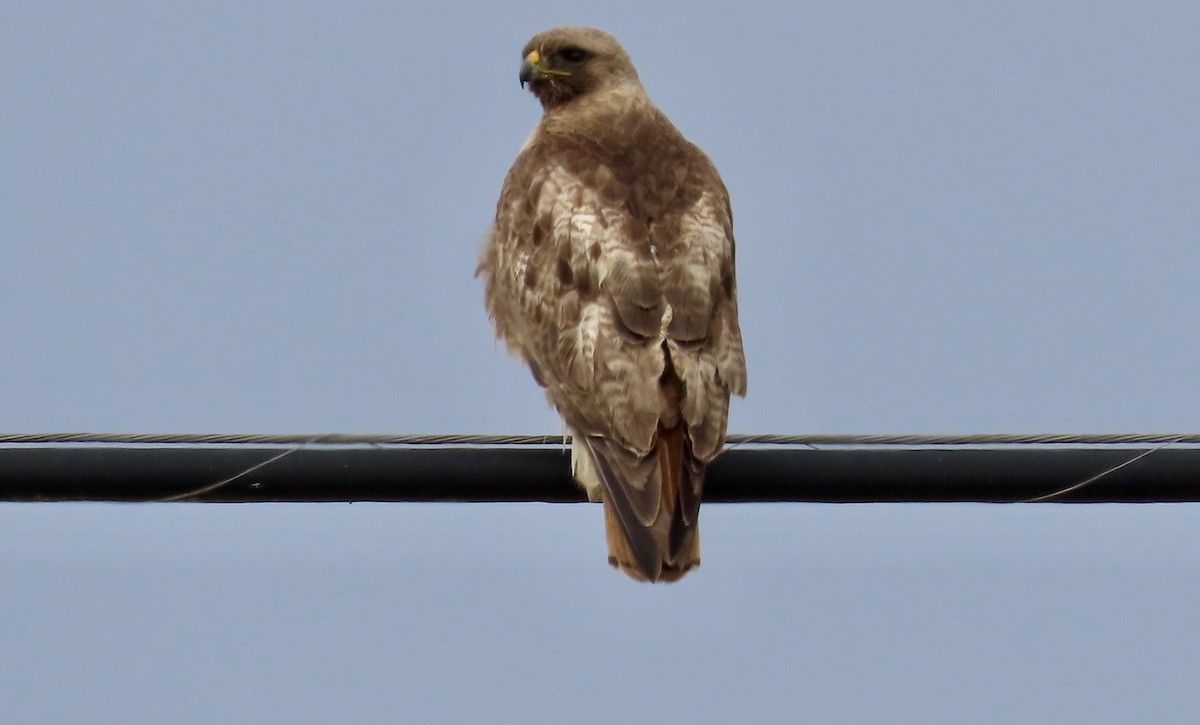 Red-tailed Hawk - ML620435445