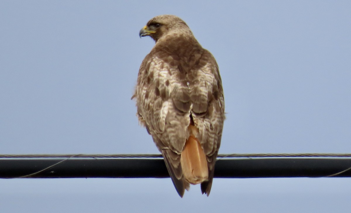 Red-tailed Hawk - ML620435448