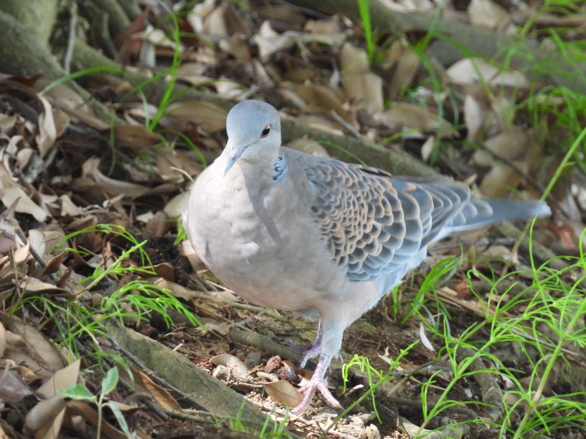 Oriental Turtle-Dove - ML620435451