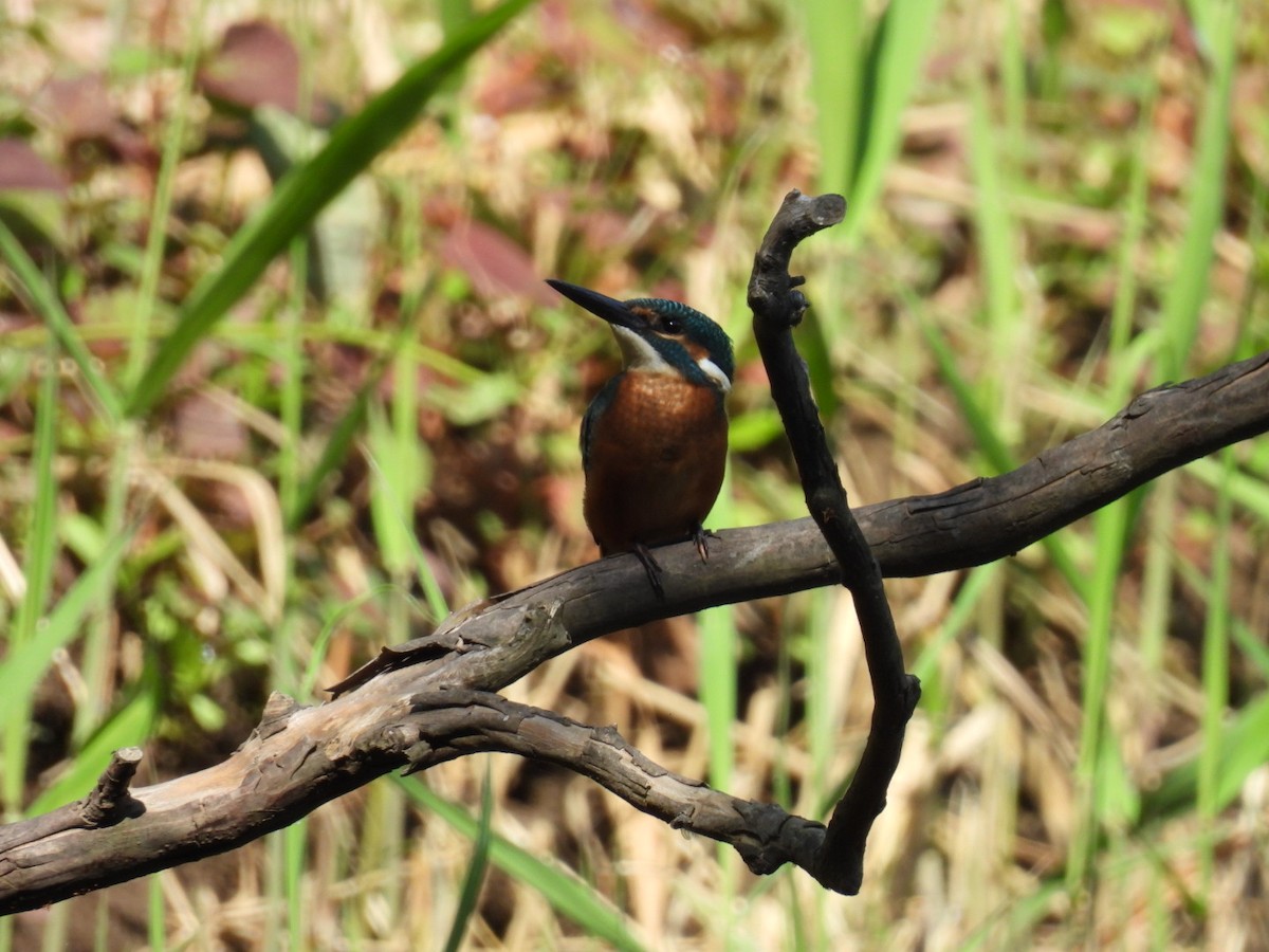 Common Kingfisher - ML620435456