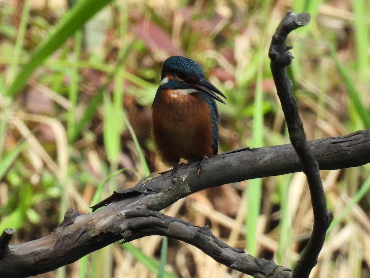 Common Kingfisher - ML620435457