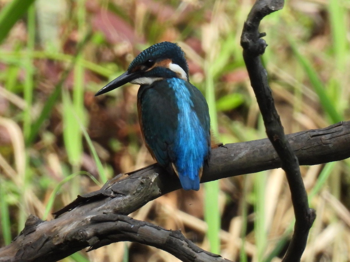 Common Kingfisher - ML620435458