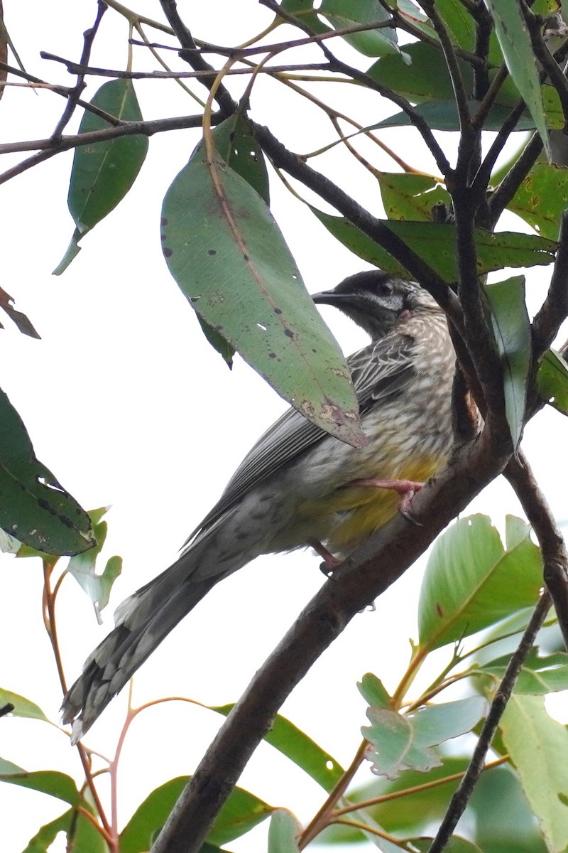 Red Wattlebird - ML620435460