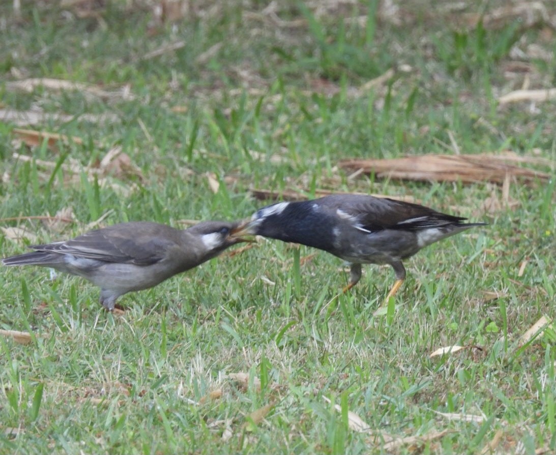 White-cheeked Starling - ML620435462