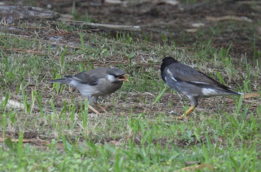 White-cheeked Starling - ML620435463