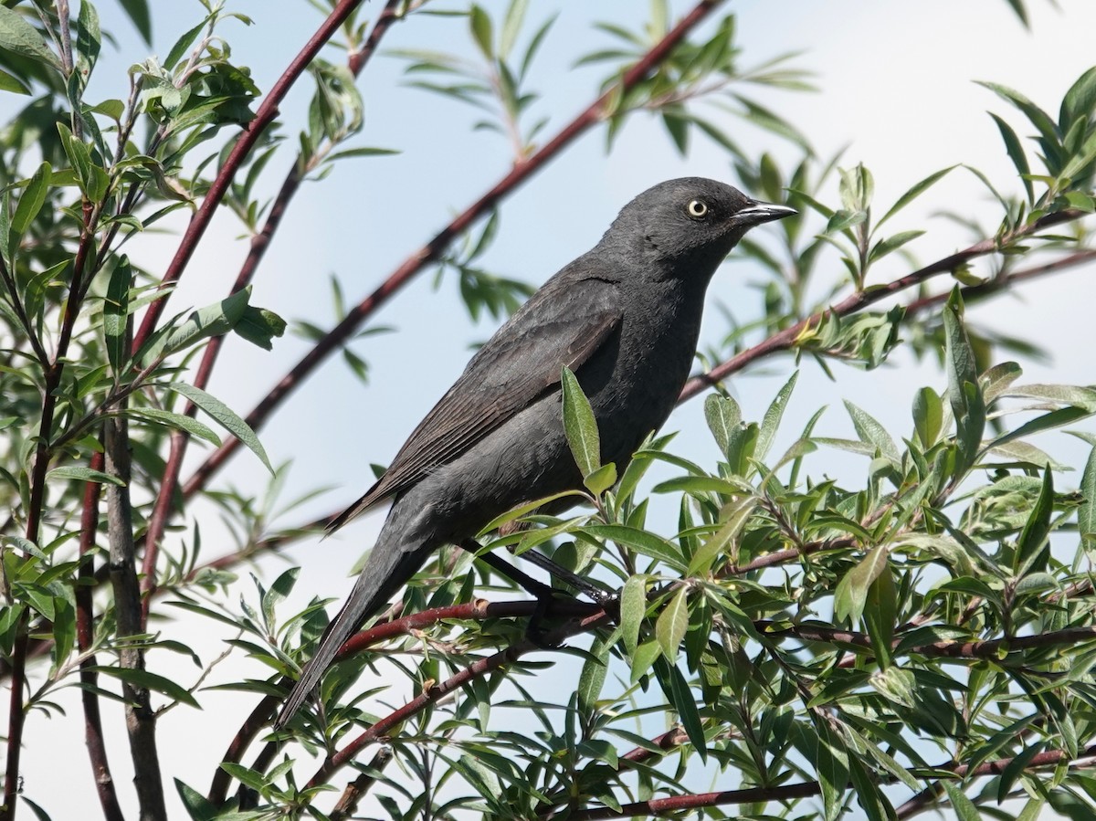 Rusty Blackbird - ML620435465