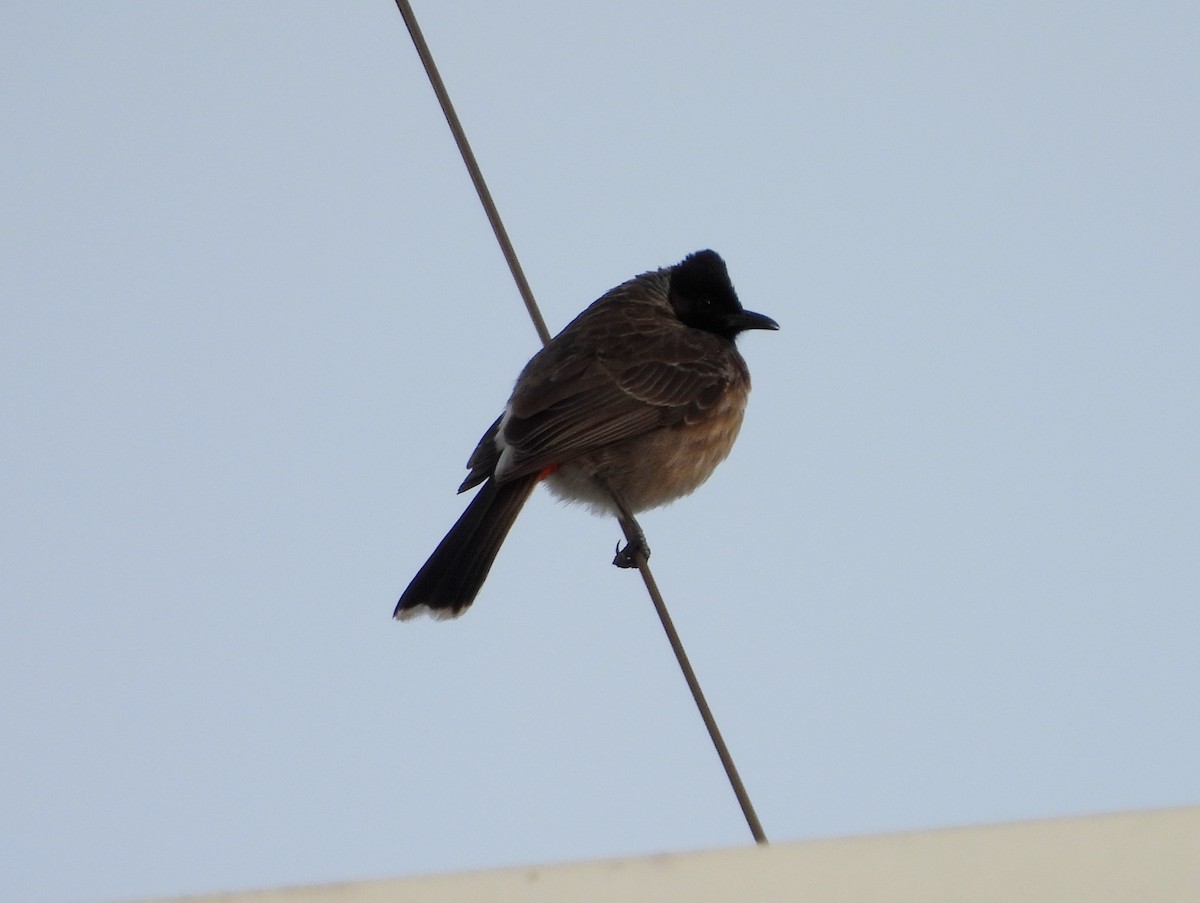 Red-vented Bulbul - ML620435466