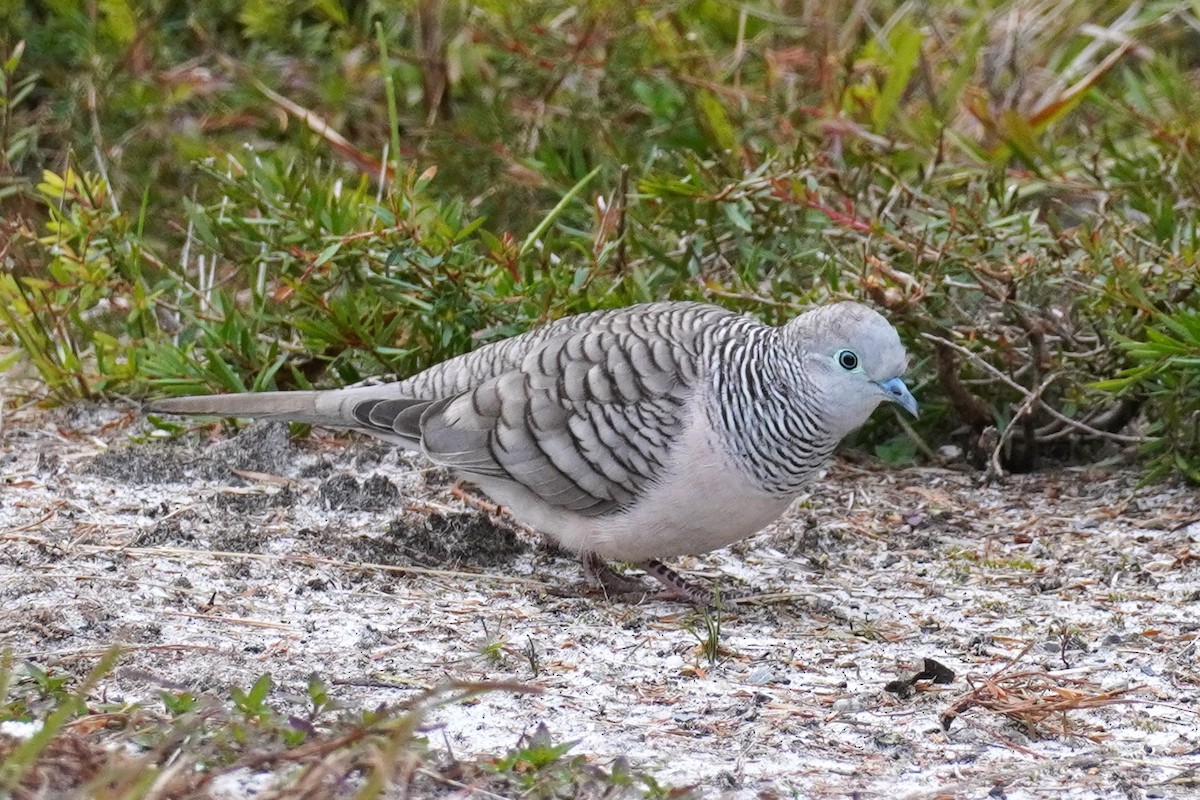 Peaceful Dove - ML620435468