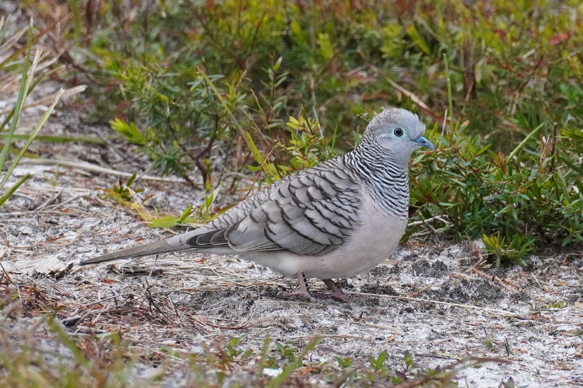 Peaceful Dove - ML620435469