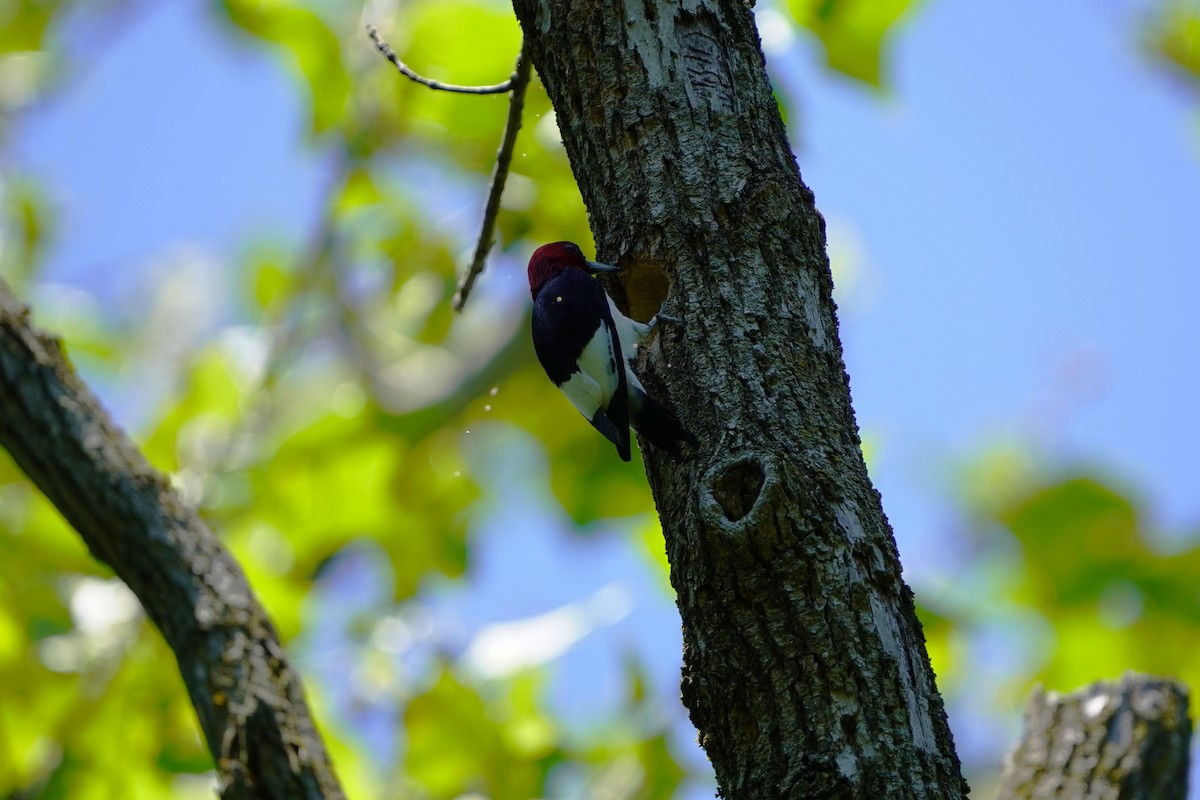 Red-headed Woodpecker - ML620435479