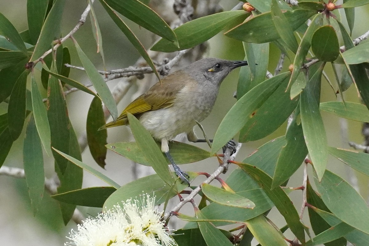 Brown Honeyeater - ML620435484