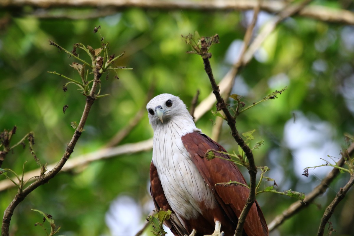 Brahminy Kite - ML620435485