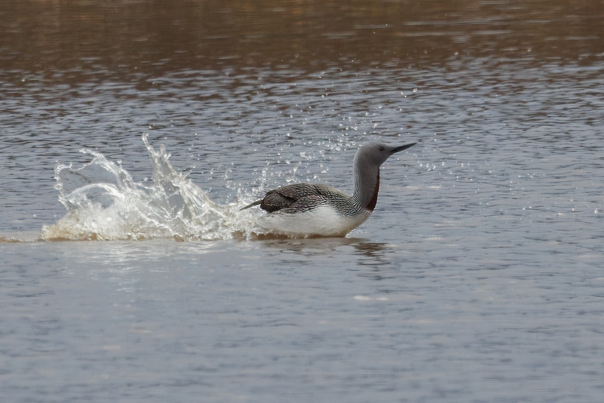 Red-throated Loon - ML620435486