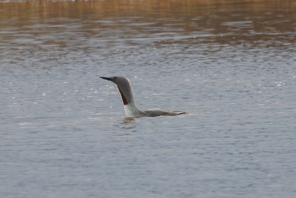 Red-throated Loon - ML620435487