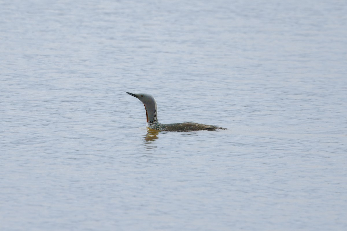 Red-throated Loon - ML620435488