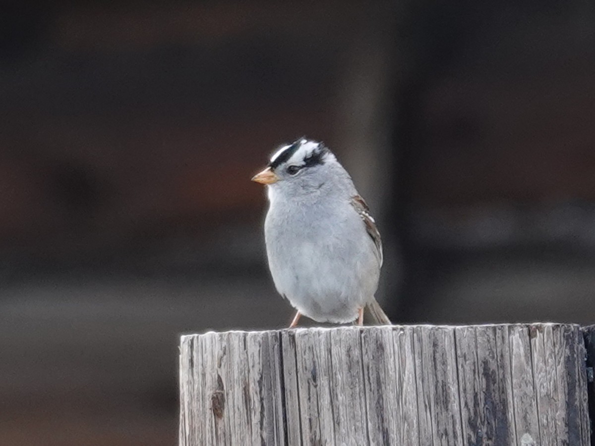 White-crowned Sparrow (Gambel's) - ML620435491