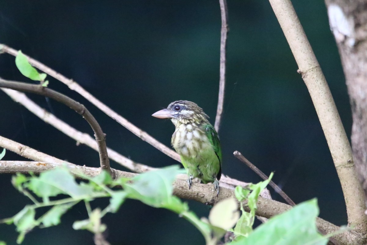 White-cheeked Barbet - ML620435492