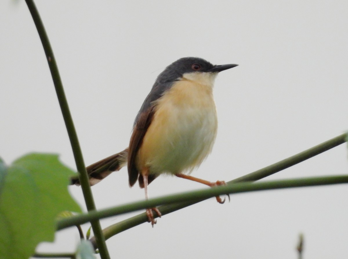 Prinia cendrée - ML620435502