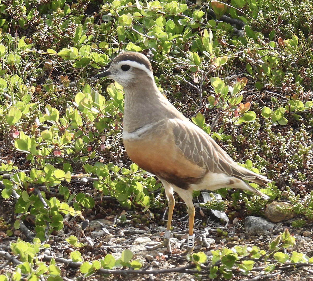 Eurasian Dotterel - ML620435505