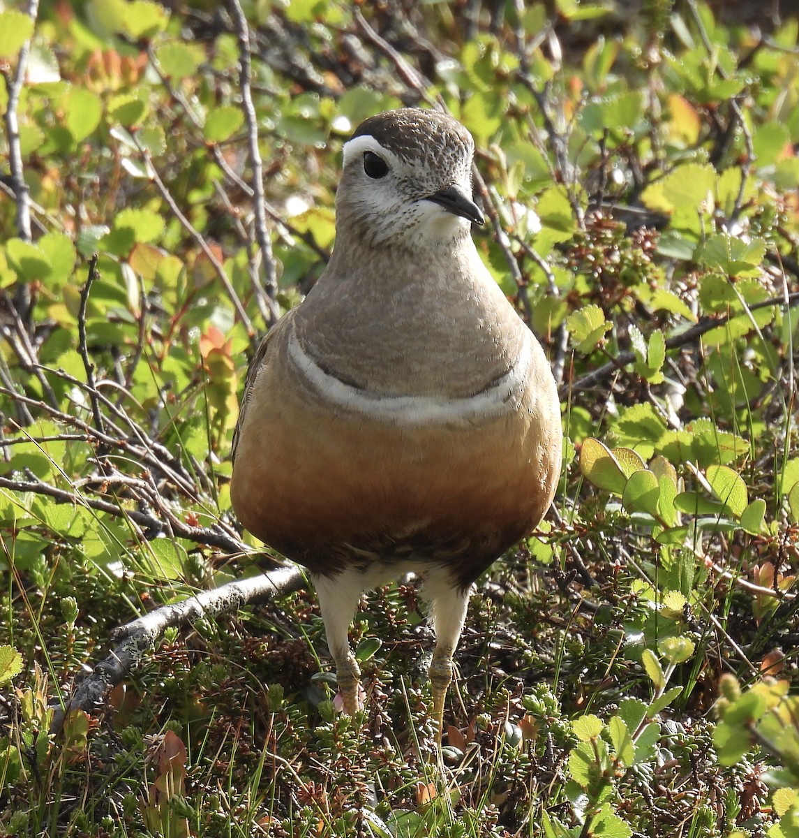 Eurasian Dotterel - ML620435506