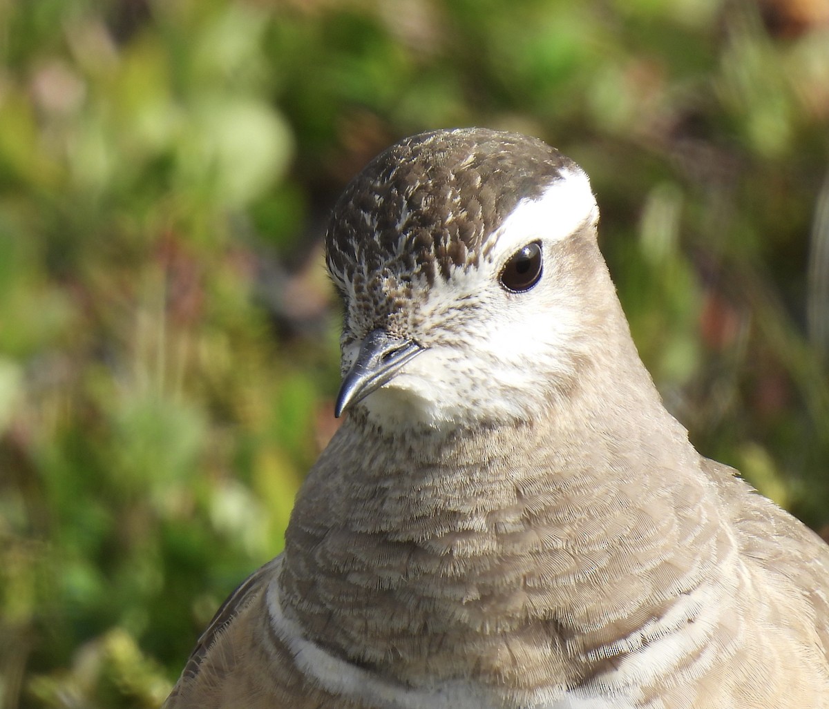 Eurasian Dotterel - ML620435507